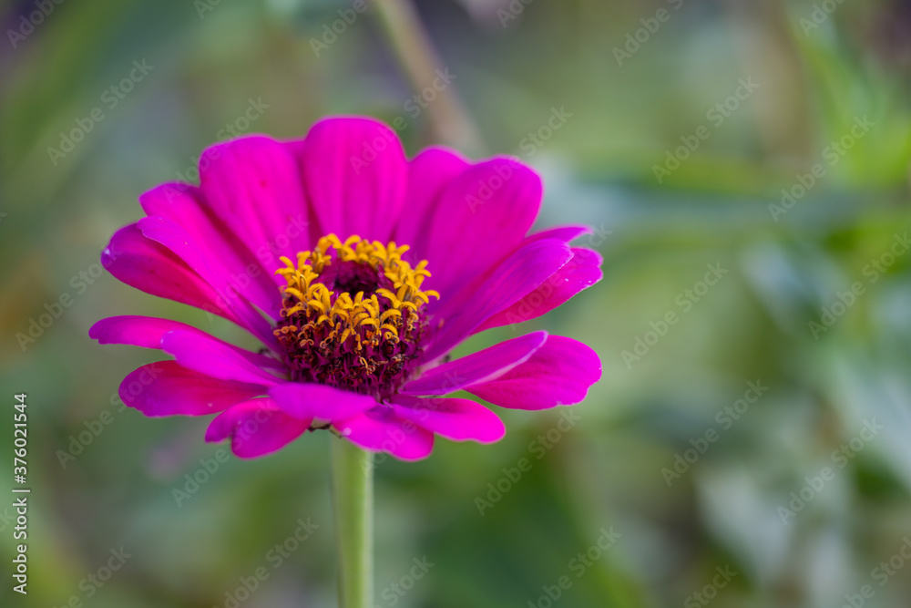 purple zinnia close up on a green background purple zinnia close up on a green background