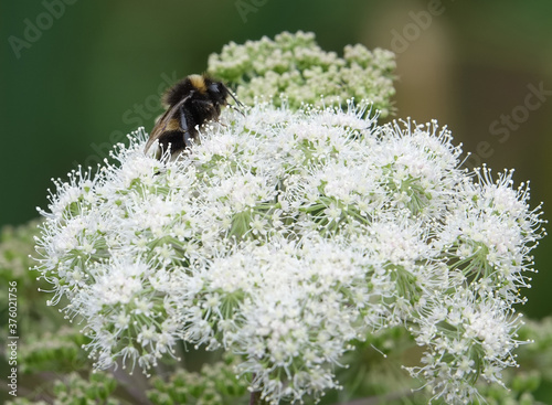 Bee collecting pollen ©  Ex-Job Paul