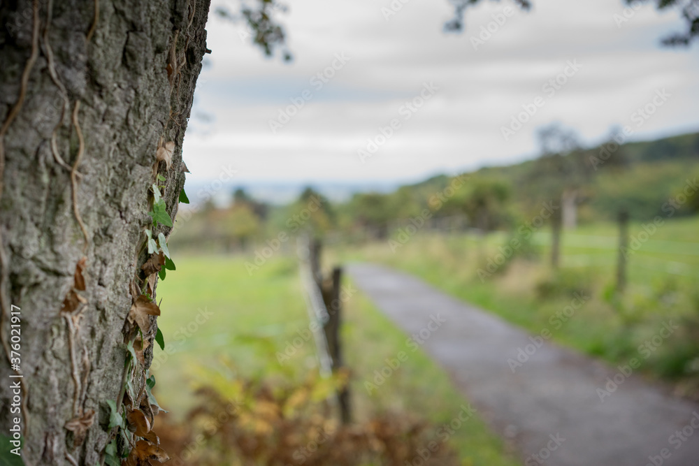 Baumstamm mit Efeu am Rand eines Wanderwegs