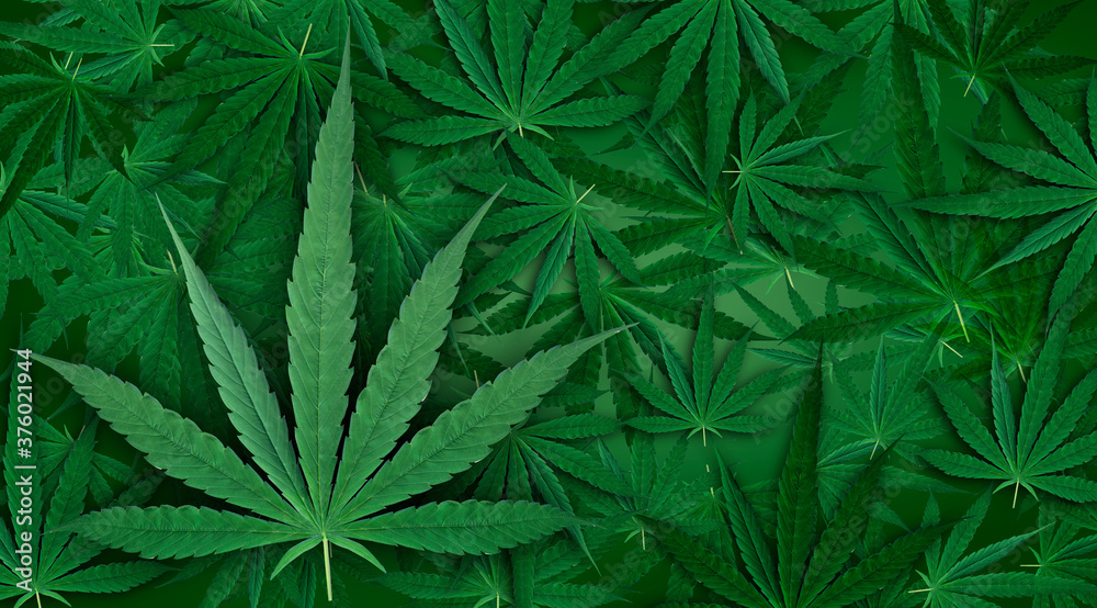 Marijuana leaf, green color background. Decorate for ad, poster, template print, artwork