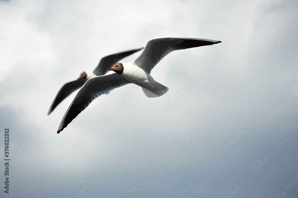 seagull in flight seagull in flight