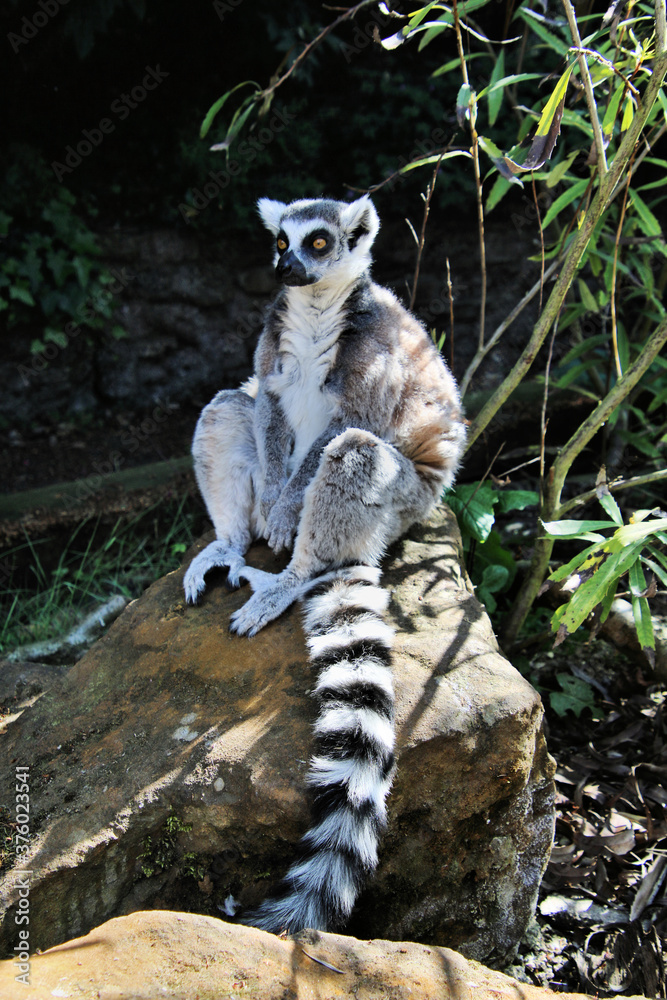 Fototapeta premium lemur pierścieniowy