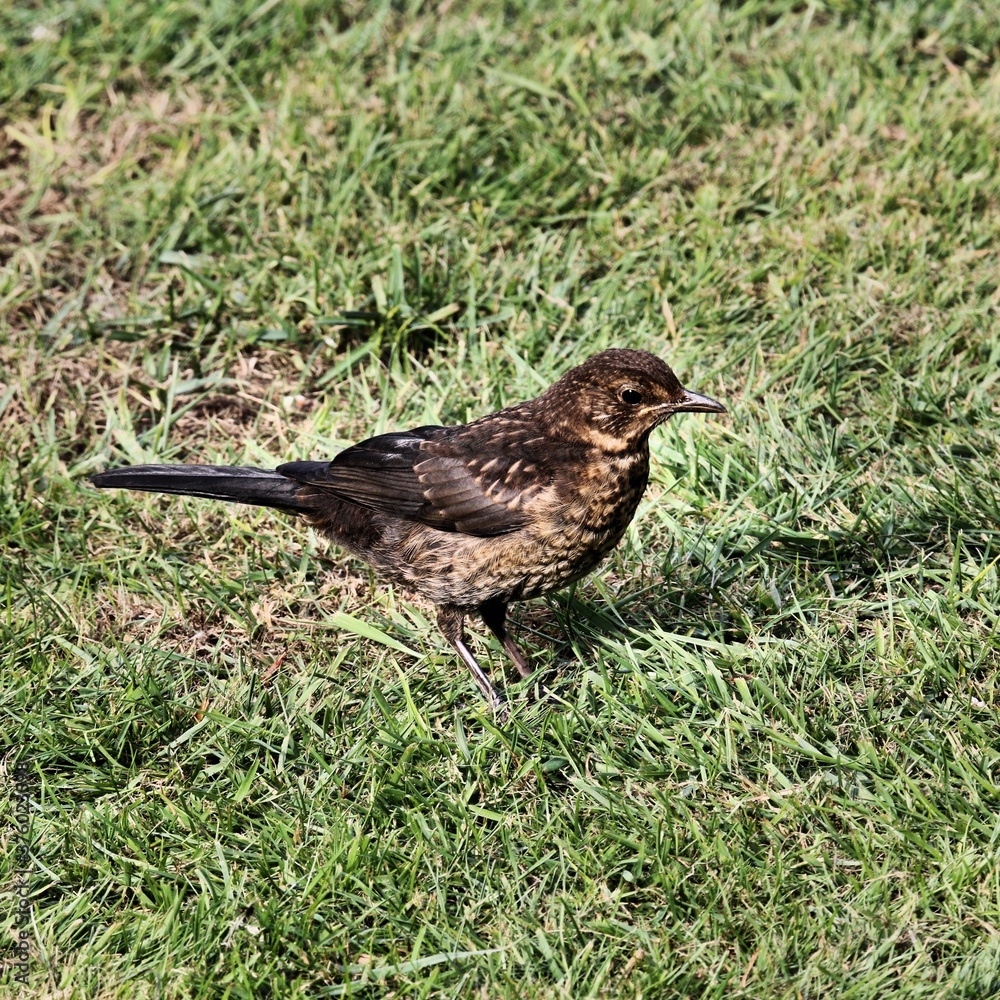 Fototapeta premium blackbird on the grass