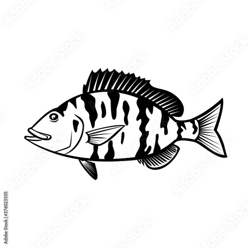 Pigfish Orthopristis Chrysoptera or Piggy Perch Side View Cartoon Black and White