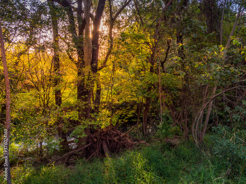 Beautiful Creekside Foliage Backlit by Golden Afternoon Light