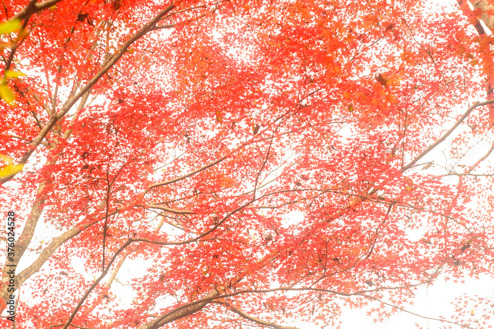 red maple leaves