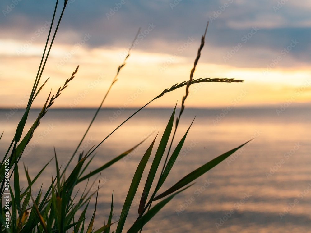 Green grass on the background of sunset on the lake