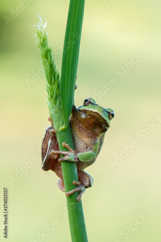 Little green frog Hyla arborea sits on a blade of grass by the lake a summer morning