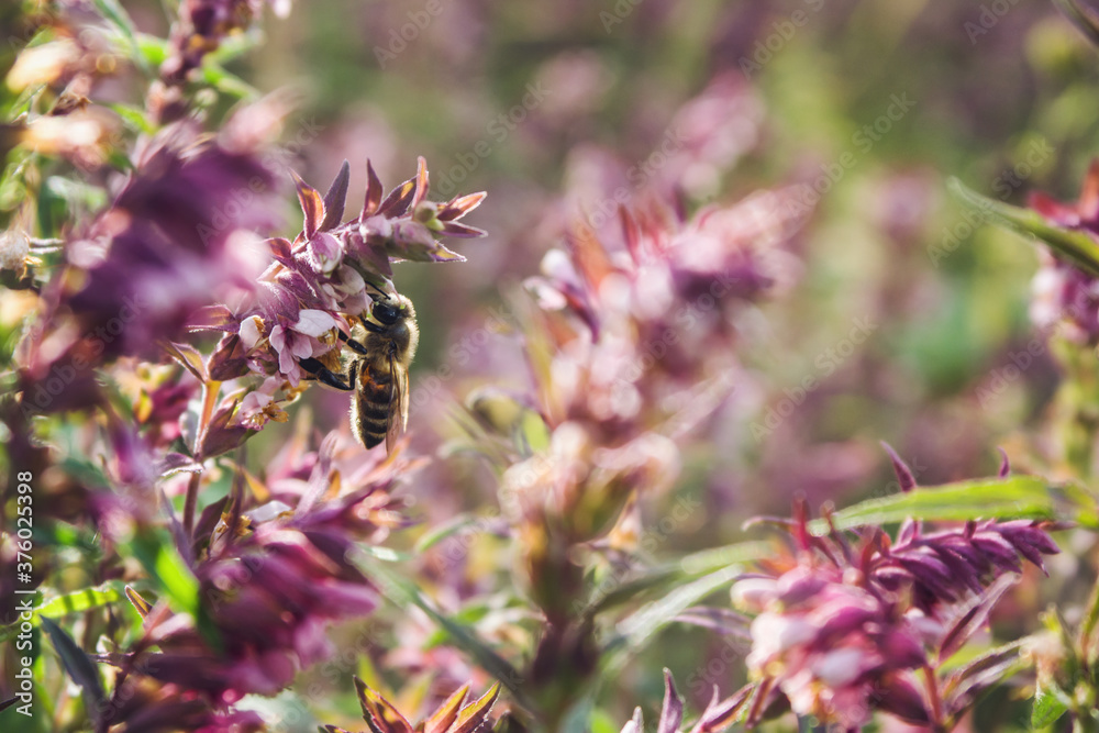 wild bee collecting pollen on a field of purple flowers wild bee collecting pollen on a field of purple flowers