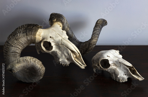 ram and sheep skulls on wooden board