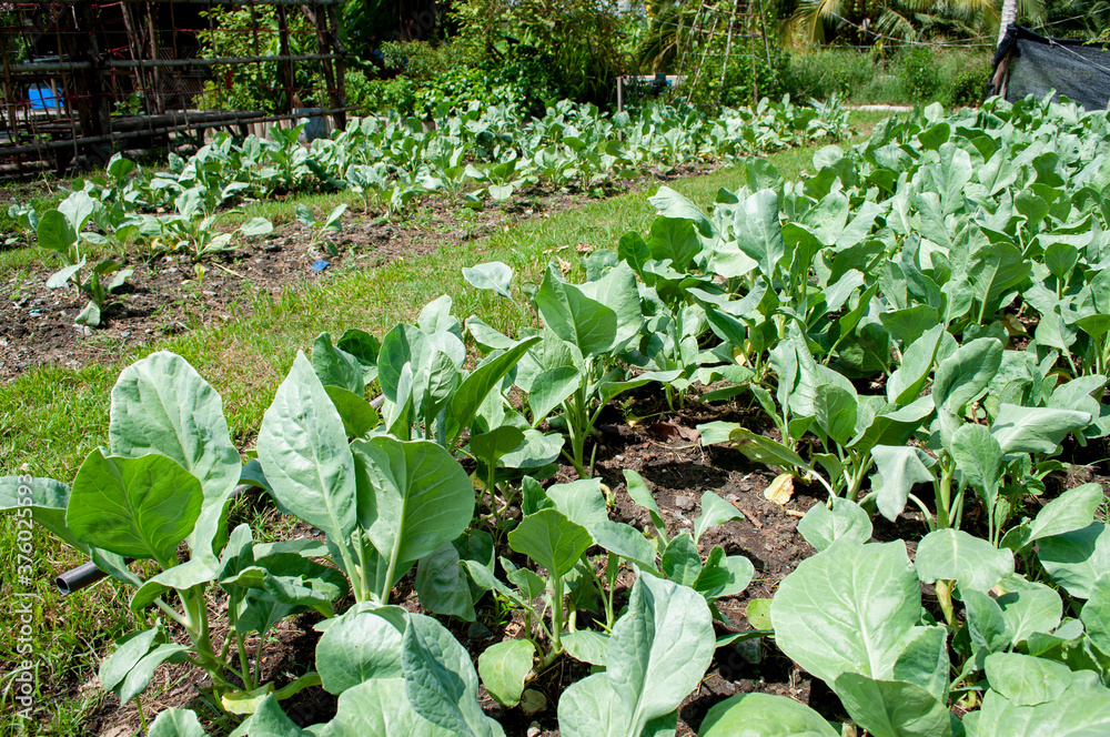 The kale plantation in the back garden The kale plantation in the back garden
