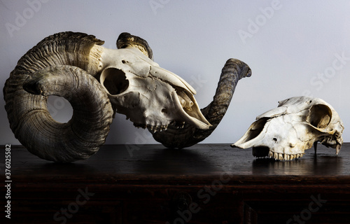 two skulls on white background