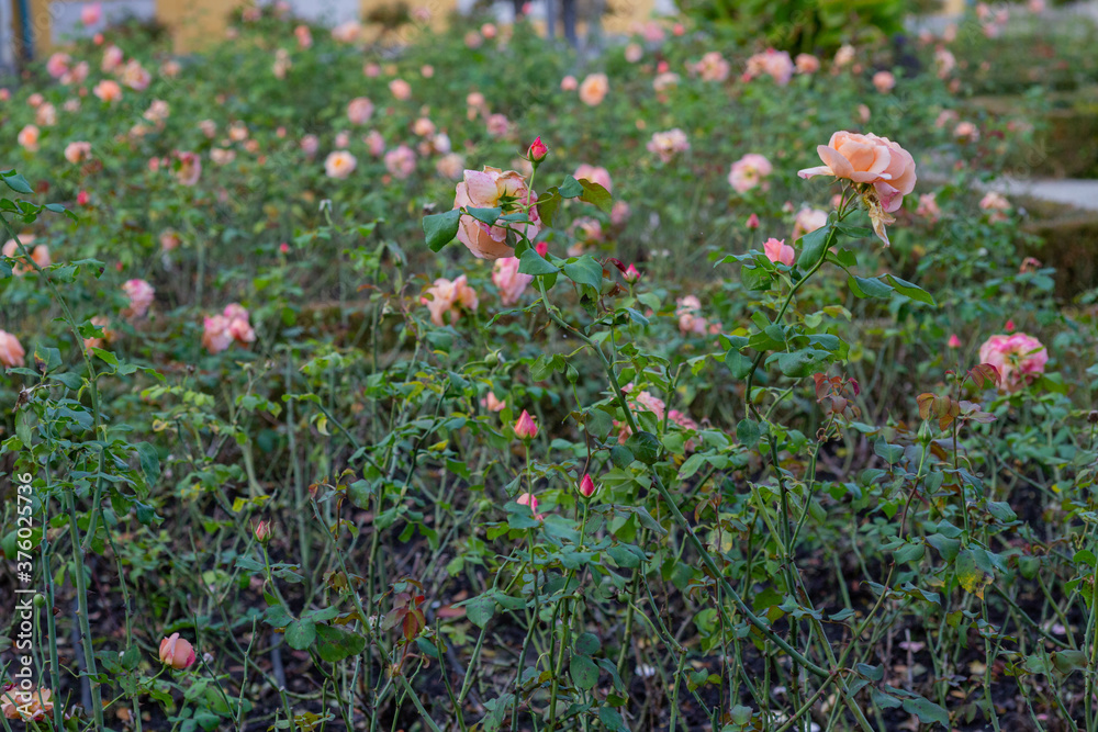 gently peach-colored roses bloom in the garden