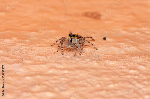 Gray Wall Jumping Spider of the species Menemerus bivittatus photo