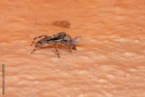 Gray Wall Jumping Spider of the species Menemerus bivittatus photo