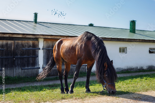 Grazing sorrel horse, eating the green grass near a white stone stable with a wooden gates and a green roof. A flock of birds in the sky at the background.