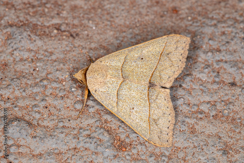 Tussock Moth of the Genus Plecoptera photo