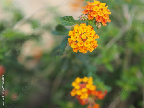 Yellow and orange color flower Lantana camara  Verbenaceae blooming in garden on blurred of nature background