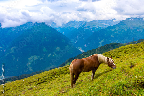 Wild horse at Stubnerkogel in Austria