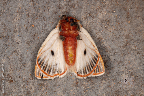 Red moth of the species Eubergia caisa photo