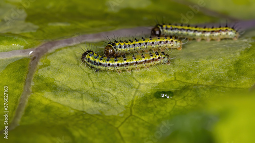 Caterpillars of the Subtribe Pierina photo