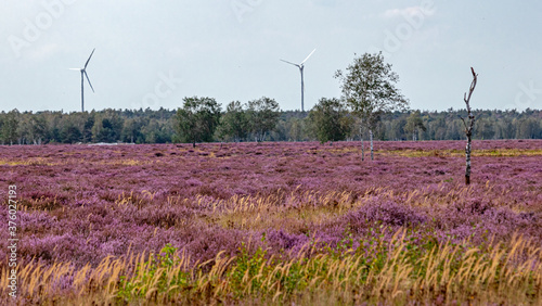 Foto Heide