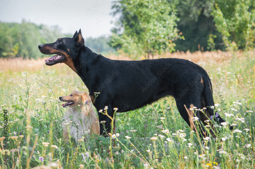 Cute dogs red orange sheltie shetland shepherd and black beauceron on meadow field on grass background Cute dogs red orange sheltie shetland shepherd and black beauceron on meadow field on grass background