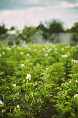 Flowering Blooming Green Vernal Sprouts Of Potato Plant Or Solanum Tuberosum Growing On Plantation In Spring Summer