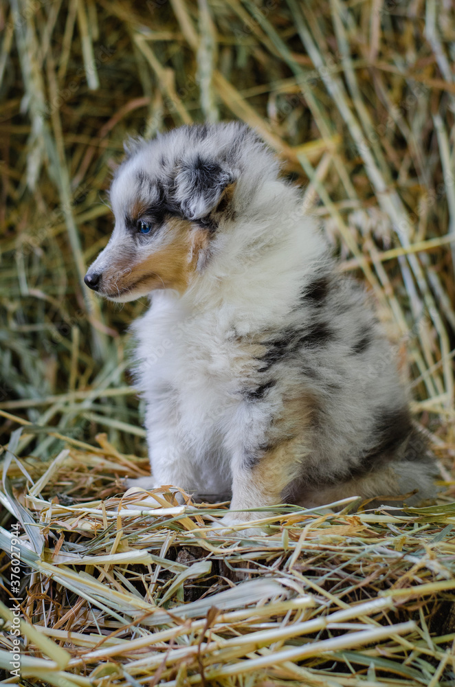 Cute marble dog sheltie shetland shepherd puppy with blue eyes on wood on hay dry grass background Cute marble dog sheltie shetland shepherd puppy with blue eyes on wood on hay dry grass background