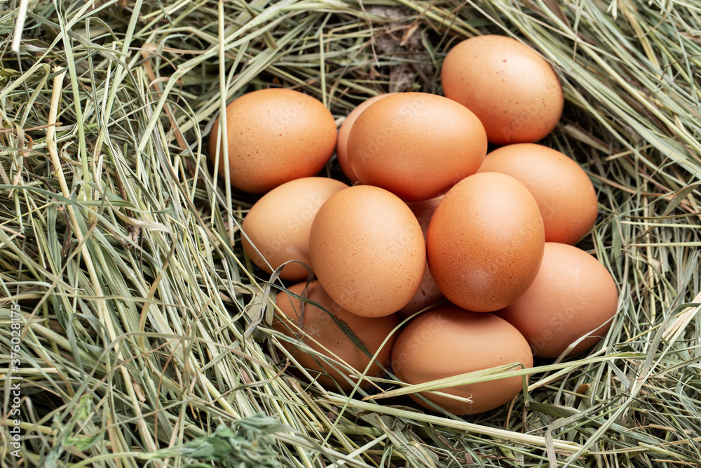 farm chicken eggs