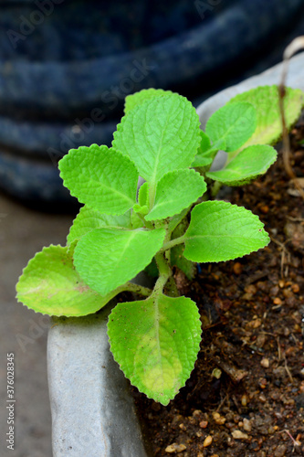 A small Indian Borage plant just started to grow.