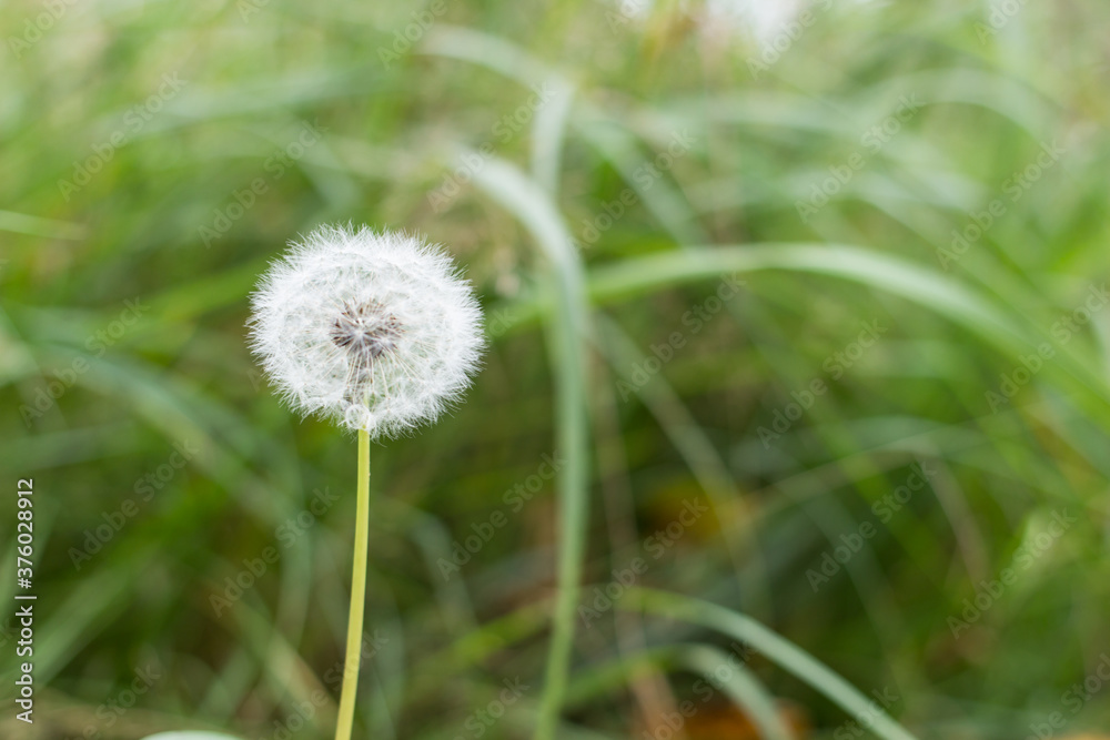 White blowball (dandelion) on the meadow, close up.