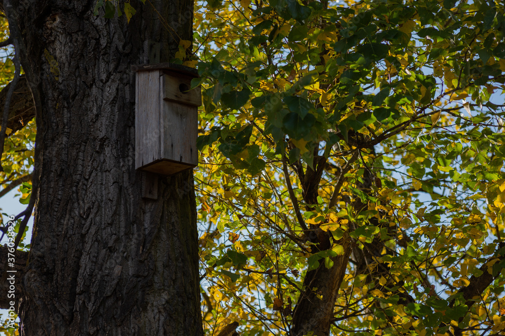 birdhouse on a birch trunk