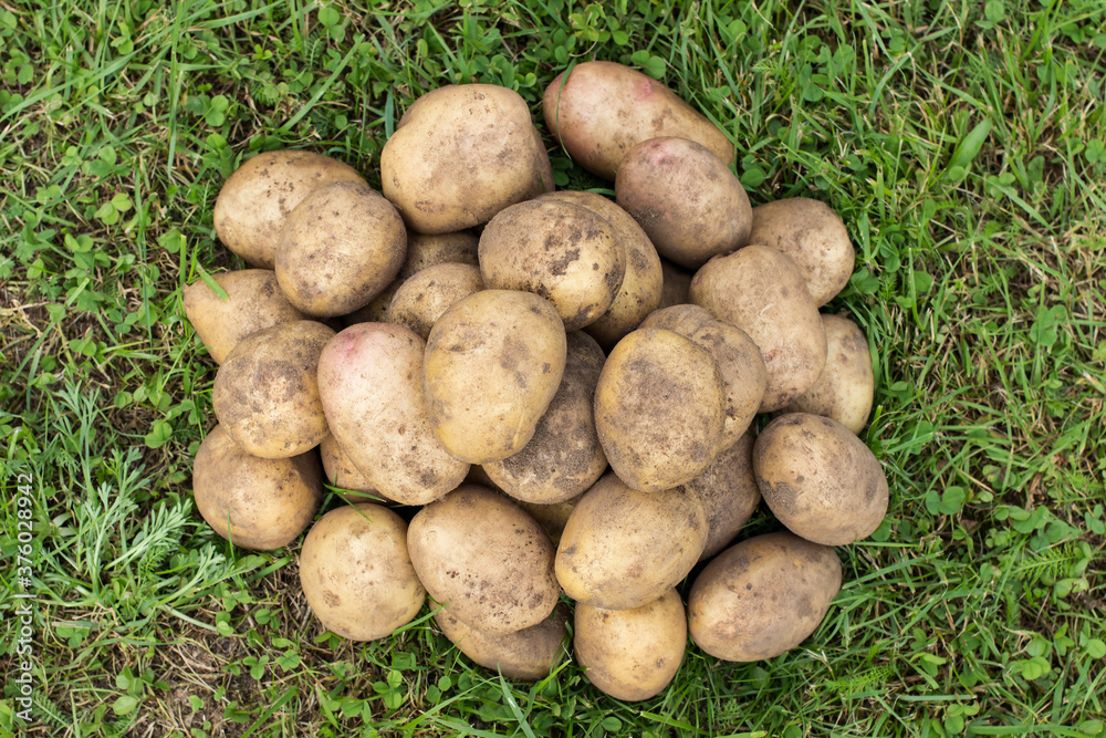 Fresh Organic Potato on green grass background. A pile of raw organic potatoes from farm. Freshly dug farm potatoes. Top view. Fresh Organic Potato on green grass background. A pile of raw organic potatoes from farm. Freshly dug farm potatoes. Top view.