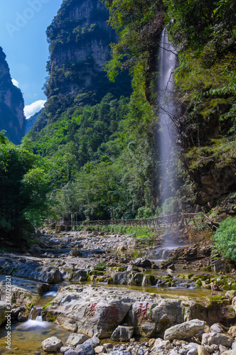 Summer scenery of the Three Gorges sea of bamboo in Yichang  Hubei  China