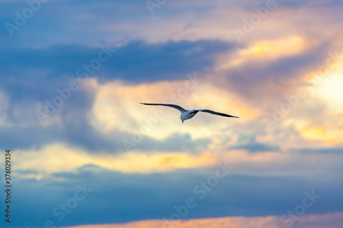 Seagull flying in the sky at sunset beautiful closeup with shallow focus