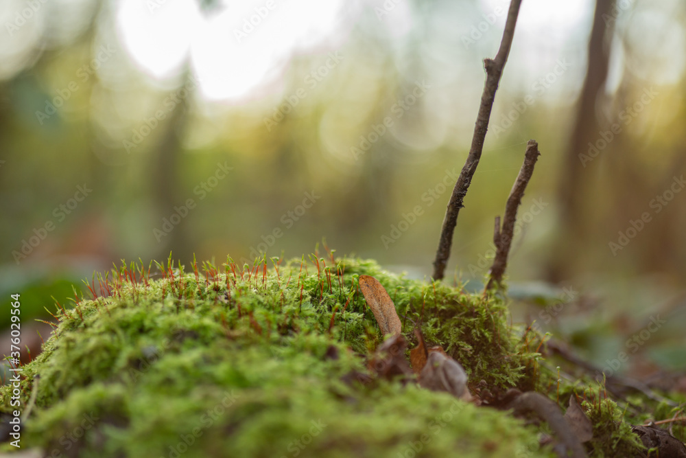 green moss close up on a dry tree trunk in the forest