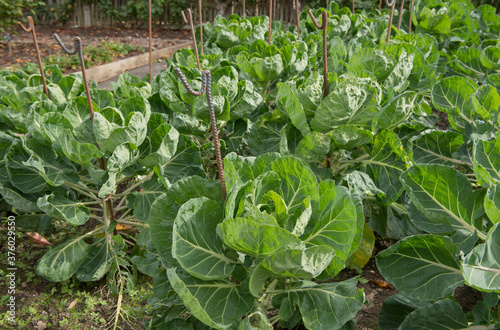 Home Grown Organic Brussels Sprout Plants (Brassica oleracea) Growing in a Vegetable Bed on an Allotment in a Vegetable Garden in Rural Devon, England, UK