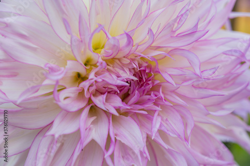 white with pale pink edges chrysanthemum close up
