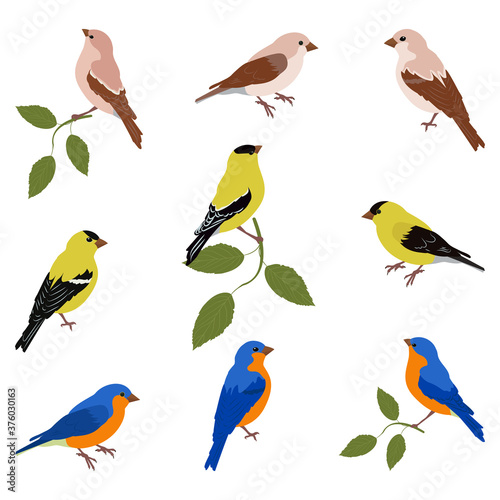 A vector illustration of a set of birds:eopsaltria, Chinese blue flycatcher, oriole