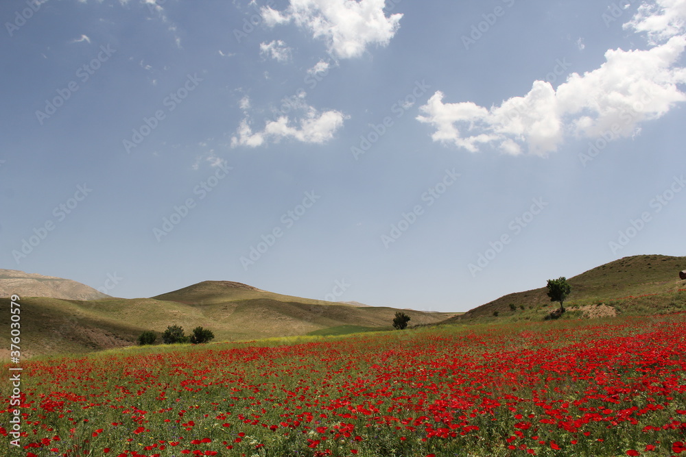 red flowers landscape land. poppy flowers field. Blooming colorful poppies close up landscape in spring nature. Red wild flower with green leaves and seeds nature wallpaper.