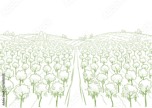 Wine label background. Field road. Vineyard landscape sketch. Grapes plantation. Hand drawn contour line. Copy space.