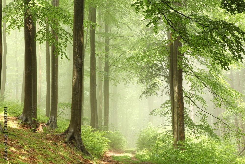 Ταπετσαρία Misty beech forest after the rain in the sunshine