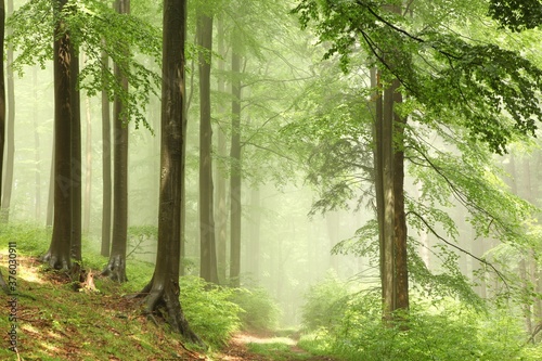 Billede på lærred Misty beech forest after the rain in the sunshine