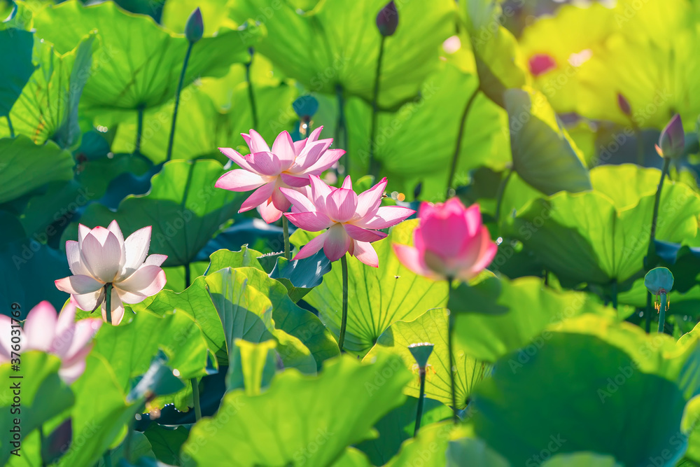 lotus flower blooming in summer pond with green leaves as background lotus flower blooming in summer pond with green leaves as background
