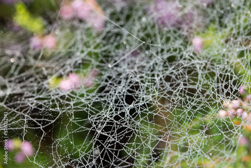 cobweb covered with morning dew selective focus