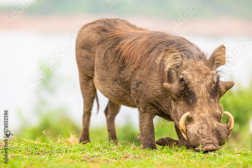 A warthog (Phacochoerus africanus) eating, Queen Elizabeth National Park, Uganda. photo