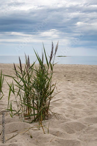 Strandhafer am Weststrand