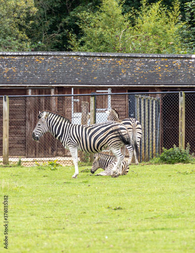 zebra with foal eating grass