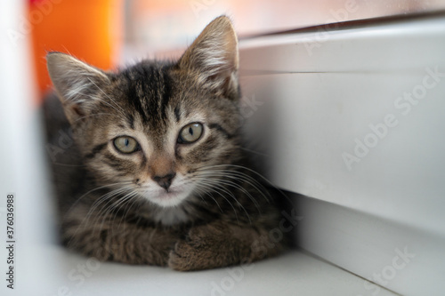 A small striped kitten sits near the window and the curtains. Concept of adorable pets.
